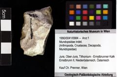 Foto (Objket + Etiketten) von Gastrosacus ernstbrunnensis (Bachmayer 1947) 